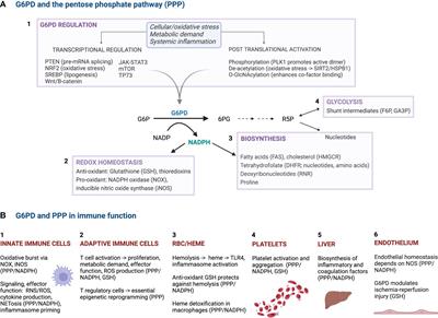 The global role of G6PD in infection and immunity